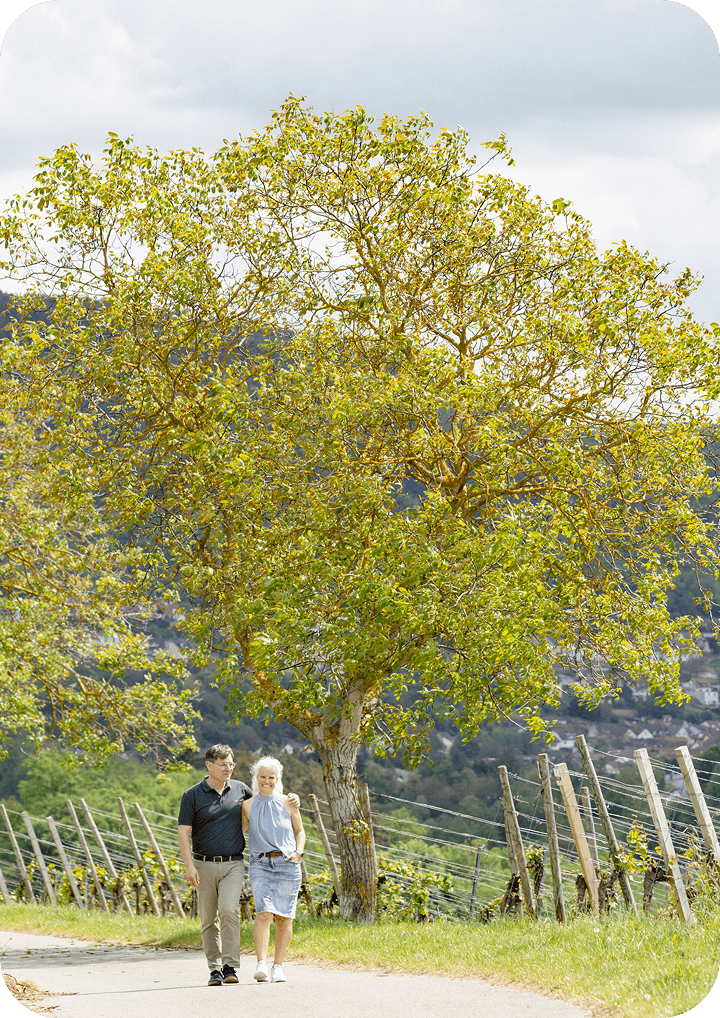 Baumkronen mit grünen Blättern im Sonnenlicht