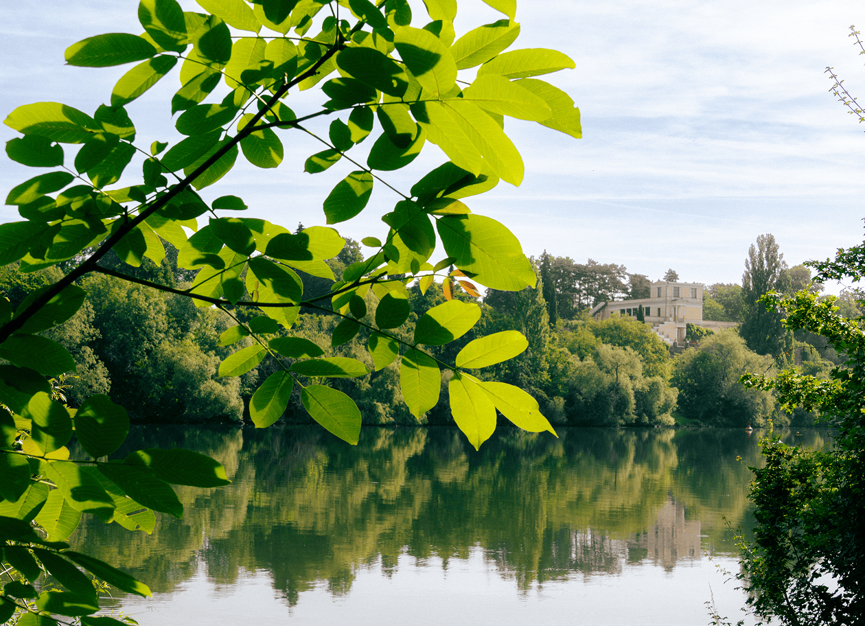 Grüne Blätter vor einer Parklandschaft in Aschaffenburg