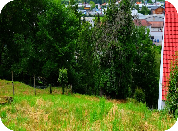 Naturgrundstück mit Wiese, Bäumen und dichter Begrünung