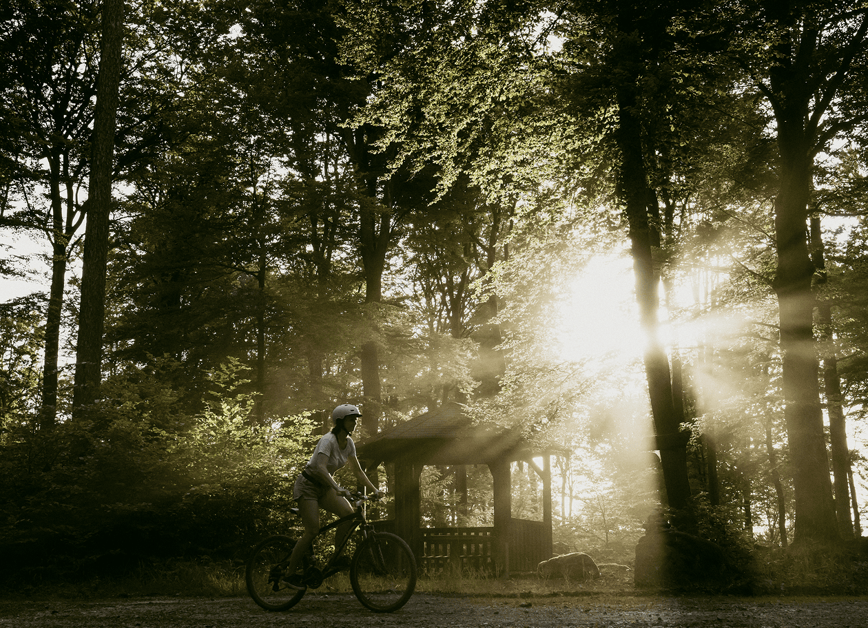 Waldszene im Odenwald mit Sonnenlicht zwischen den Bäumen
