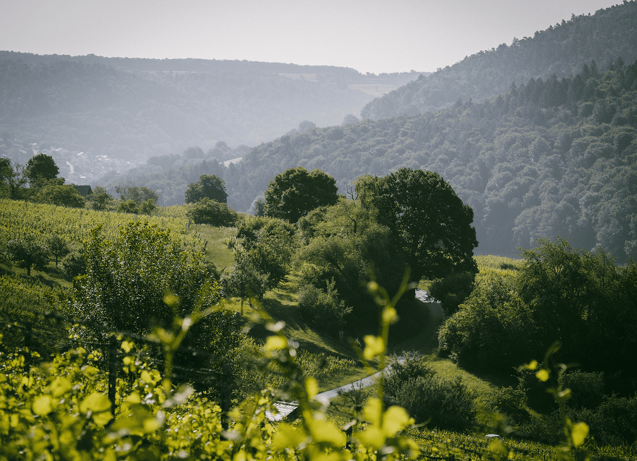 Wiesenlandschaft im Odenwald mit Bäumen und Hügeln