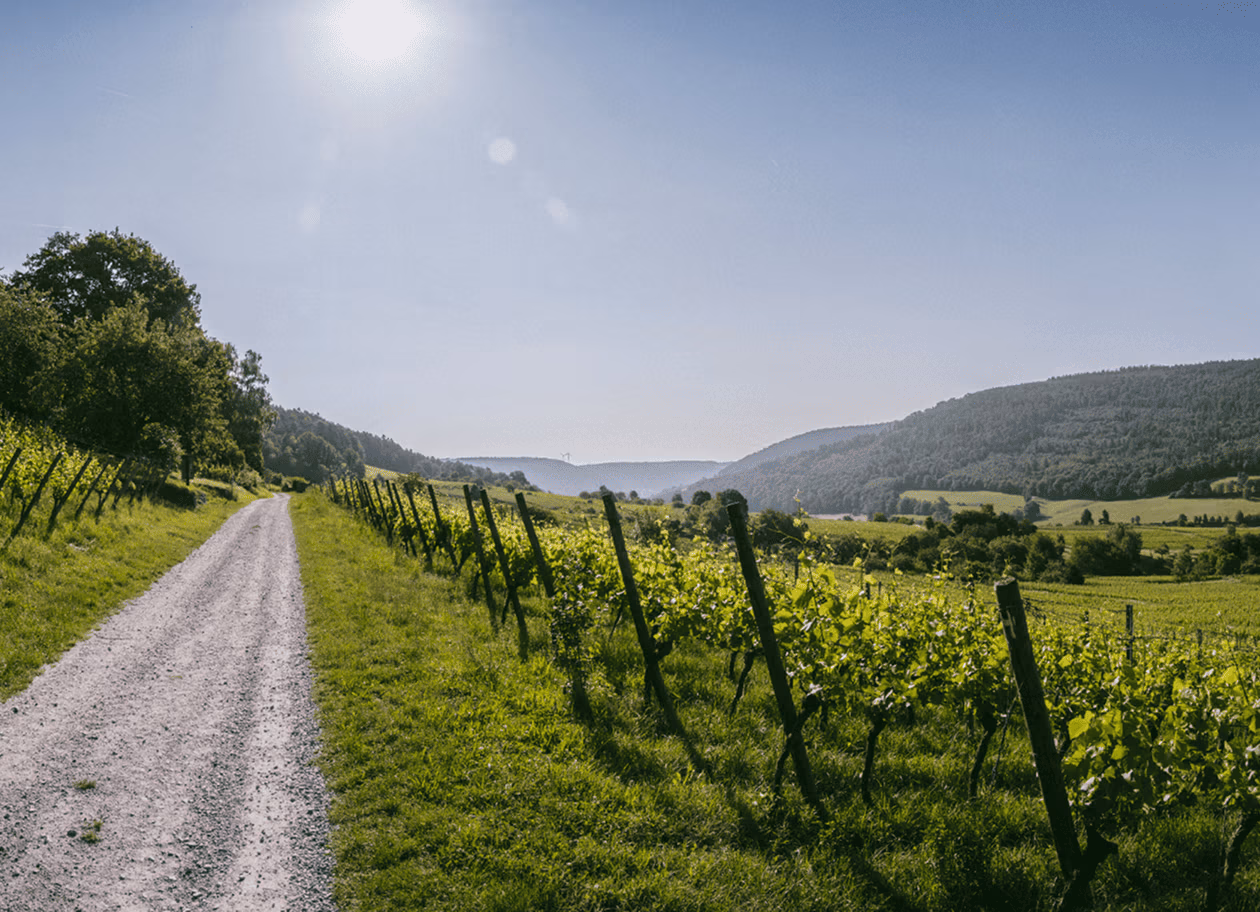 Blick über Weinberge im Odenwald