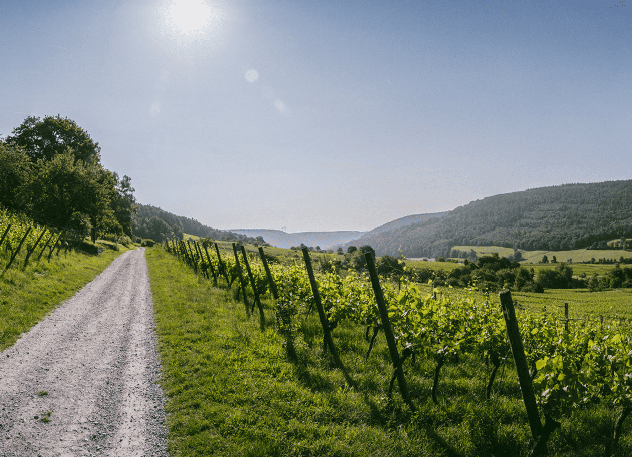 Blick über Weinberge im Odenwald